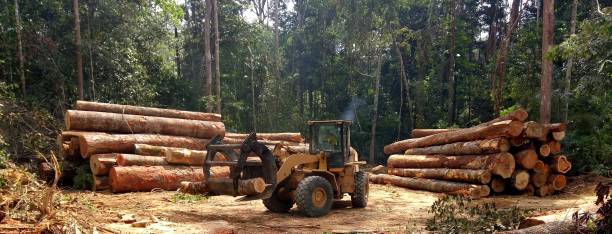 How Our Tree Care Process Works  in  Kamas, UT